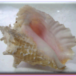 What size conch can I legally take from the sea in Puerto Rico?